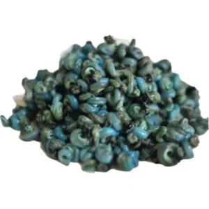 African Periwinkle Snail